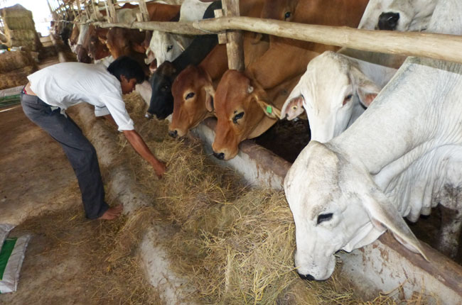 Khoảng 72.000 con bò Úc được nhập về Việt Nam trong sáu tháng đầu năm 2014. Ảnh: Uyên Viễn