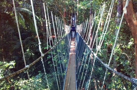Lá»‘i Ä‘i trÃªn cáº§u dÃ¢y treo (Canopy Walk) trong rá»«ng Taman Negara.