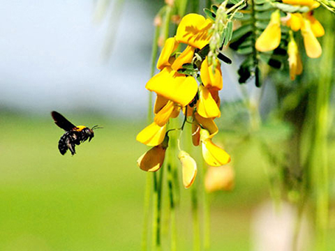 bong-dien-dien-mien-tay