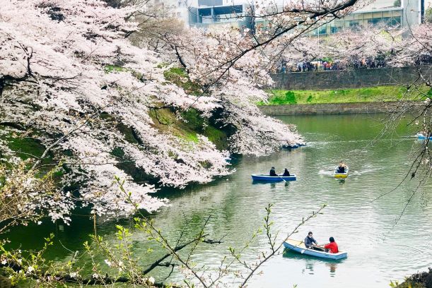 7 điểm ngắm hoa anh đào đẹp nhất ở Tokyo, Nhật Bản