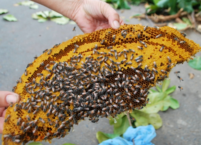 Cháo nhộng ong ruồi vừa bùi vừa béo