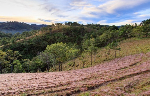 Một ngày du lịch Đà Lạt theo nhóm cho người thích “ngon – bổ – rẻ”