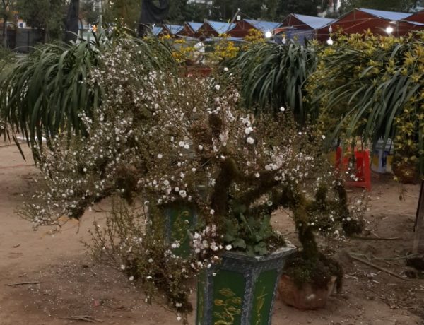 Cây cảnh chưng Tết: Thêm mai trắng bọc rêu, quất bonsai