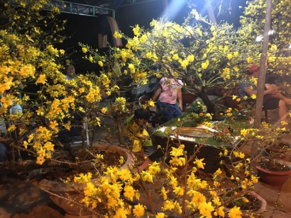 Hoa tết ngoại thành giảm giá, chậu hoa nhỏ bán chạy