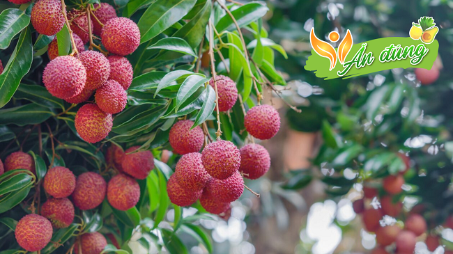 Mùa trái vải – những lý do khiến bạn phải thưởng thức ngay