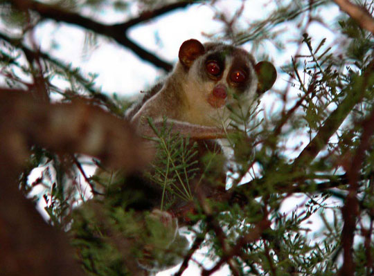 Đa dạng hệ động thực vật ở Vườn quốc gia Tam Đảo