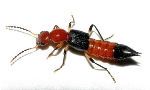 Cẩn trọng với kiến ba khoang trong mùa mưa Cẩn trọng với kiến ba khoang trong mùa mưa