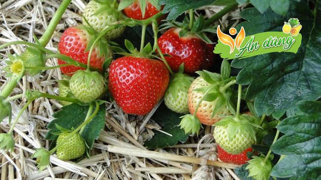 Những điều ít người biết về sự khác biệt của trái cây khi còn sống và đã chín