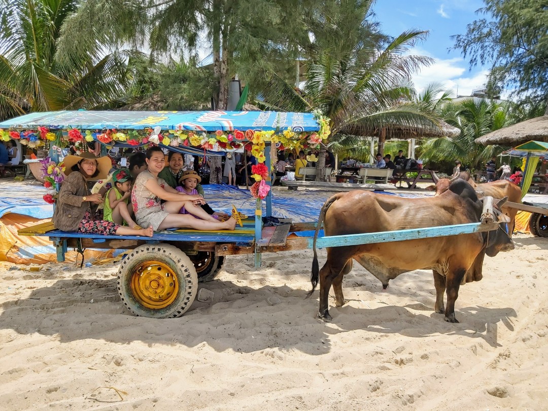 Ngộ nghĩnh đi xe bò ngắm cảnh ở biển Cam Bình - Sài Gòn Tiếp Thị