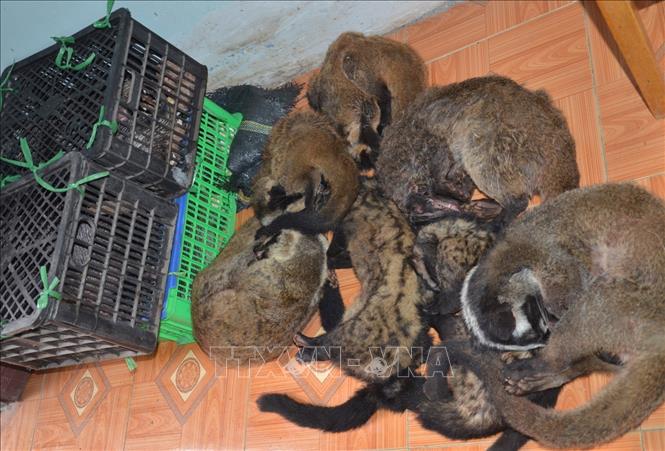 10 hành động cấp bách ngăn chặn nạn buôn bán trái phép động vật hoang dã 10 hành động cấp bách ngăn chặn nạn buôn bán trái phép động vật hoang dã