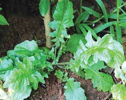 Ăn ngon và bổ với những loại cây “nên thuốc” quanh vườn nhà Ăn ngon và bổ với những loại cây “nên thuốc” quanh vườn nhà