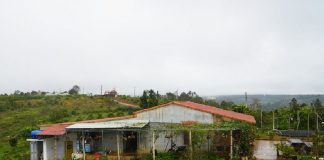 Bỏ phố về rừng