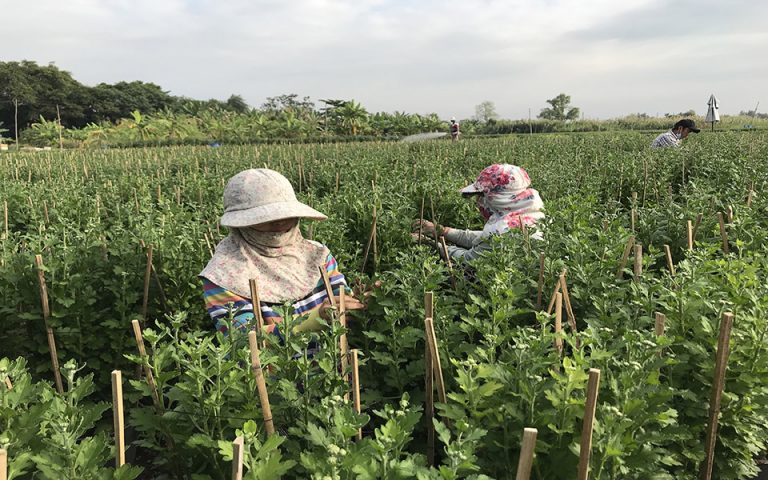 Lo dịch bệnh, nhà vườn trồng hoa TPHCM giảm sản lượng