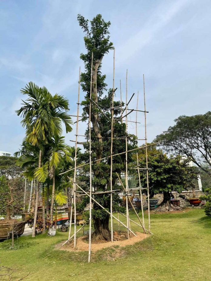 Vườn cây triệu đô 5