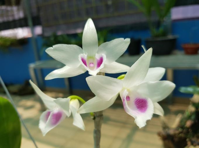 Khi mua bán lan đột biến làm cho người mua đột quỵ