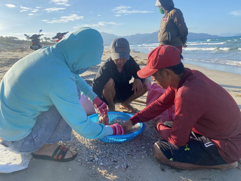 Mùa ốc ruốc trên biển Bãi Dài, Cam Ranh