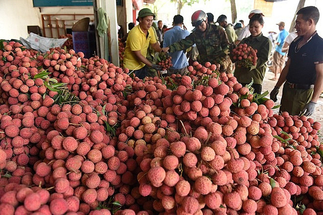 Giữa mùa dịch, vải thiều Bắc Giang thắng lớn với doanh thu kỷ lục 6.800 tỉ đồng