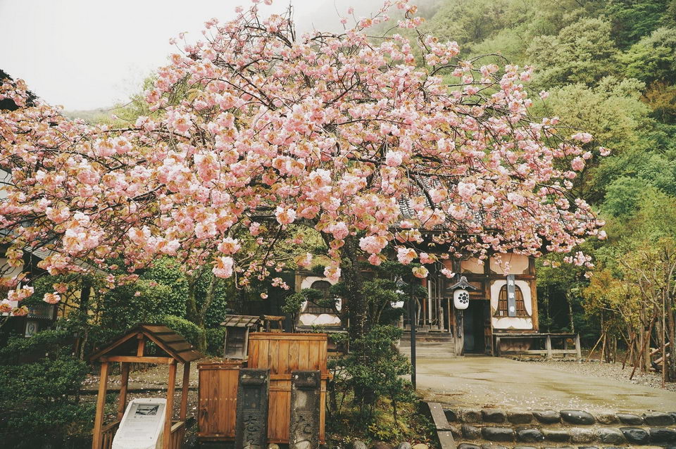hoa anh đào Nhật Bản