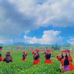 Đồi chè Trái Tim, Mộc Châu, Sơn La