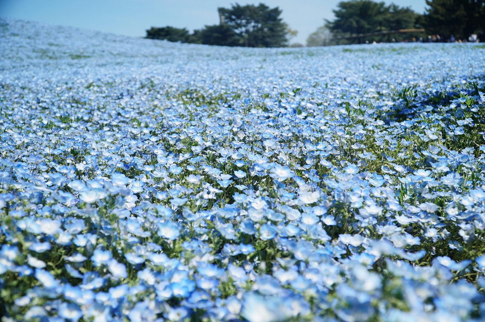 Du lịch giữa mùa dịch: Say đắm cánh đồng hoa Nemophila ở Nhật Bản