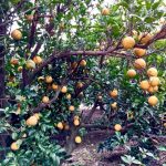 Dược Tuyền Tự, Yakcheonsa, Hàn Quốc