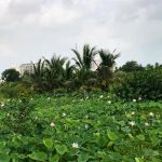 Bình Quới – Dương Minh Phượng