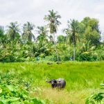 Bình Quới – Dương Minh Phượng