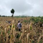 Ảnh: Trúc Mai, Cường Núi lửa