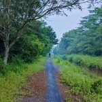 Rừng Lê Minh Xuân _ Ly Thanh Quan