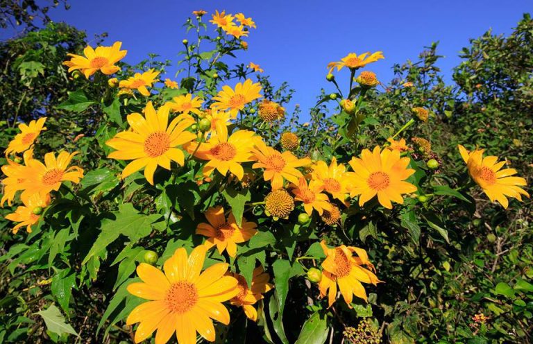 Câu chuyện du lịch: Nhớ về mùa hoa dã quỳ