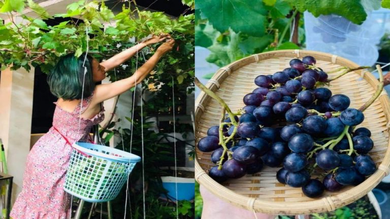 Bí quyết trồng nho trĩu quả trên sân thượng 20 mét vuông của mẹ đảm Sài Gòn
