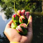 Hoa bần không ngờ đẹp và độc đáo đến như vậy, đăc biệt còn có thể làm món gỏi đặc trưng của miền Tây sông nước.