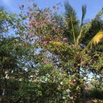 Những hàng dừa soi bóng, rạng hoa thắm xinh… tô điểm cho hành trình thêm thú vị.