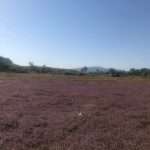 Cánh đồng hoa tím ở Gia Lai