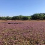 Một góc cánh đồng hoa kỳ lân