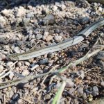 Hồ Trị An _ Ảnh: Danh Võ