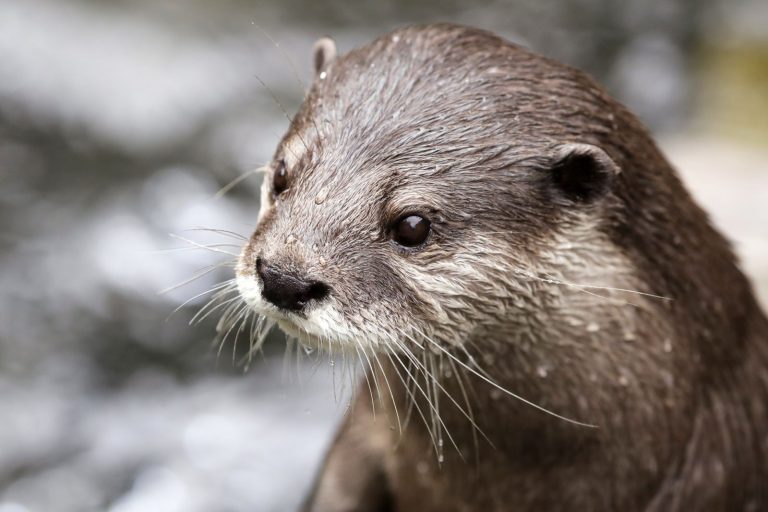 Nuôi nhốt, buôn bán rái cá có thể bị phạt 15 năm tù