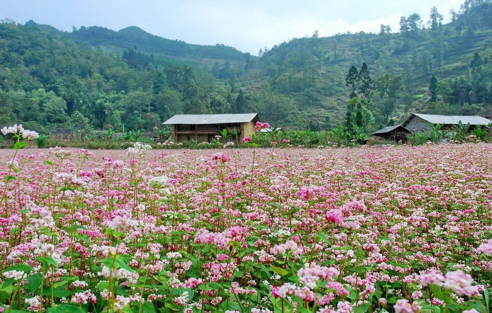 Du lịch giữa mùa dịch: Say đắm mùa hoa tam giác mạch ở Hà Giang