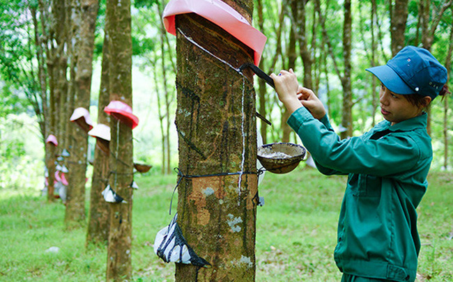 Tập đoàn công nghiệp Cao su Việt Nam báo lãi 5.179 tỉ đồng Tập đoàn công nghiệp Cao su Việt Nam báo lãi 5.179 tỉ đồng